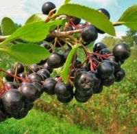 Aronia