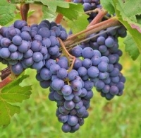 Direktträger Weintraube
