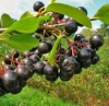 Aronia Aronia
