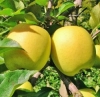 Golden Delicious Apfel Golden Delicious Apfel