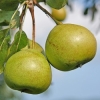 Hirschbirne Hirschbirne