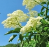 Holunderblüten Holunderblüten