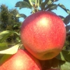 Pinova Apfel Pinova Apfel