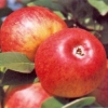Red Sun Apfel Red Sun Apfel