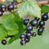Schwarze Ribisel Schwarze Ribisel