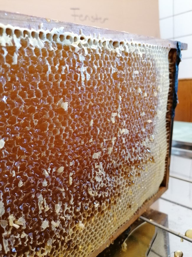 kirchengast-honigernte2021