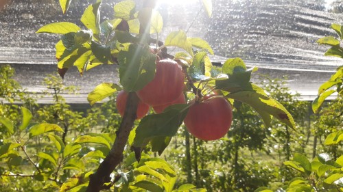 kirchengast-apfelernte2021